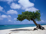 Divi-Divi Tree, Aruba Fotografie-Druck von Jennifer Broadus