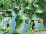 Man in Rice Paddies, Bali, Indonesia Photographic Print by Peter Adams