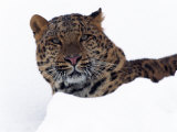 Amur Leopard in Snow, Panthera Pardus Orientalis Photographic Print by D. Robert Franz