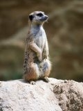 Meerkat On Guard Lookout (Mungos Mongo) Lámina fotográfica Meerkat On Guard Lookout (Mungos Mongo) Lámina fotográfica
