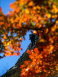 Old Man of the Mt. and Fall Foliage, NH Photographic Print by Kindra Clineff