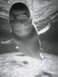 Beluga Whale Swimming in Water Photographic Print by Henry Horenstein