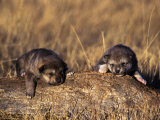 Wolf Pups Less Than 2 Weeks Old, Canis Lupus, CO Photographic Print by Robert Franz