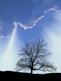 Silhouette of Tree and Sky Photographic Print by David Davis