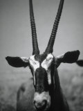 Gazelle Fotografisk tryk af Henry Horenstein Gazelle Fotografisk tryk af Henry Horenstein