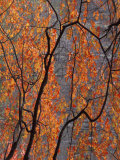 Fall Foliage Photographic Print