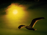 A Seagull Flies Next to Sunset Photographic Print