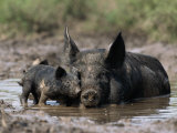 Pig and Piglet in Mud Puddle Photographic Print by Lynn M. Stone
