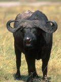 African Buffalo, Syncerus Caffer, Tanzania Photographie par D. Robert Franz