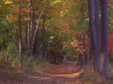 Autumn Trees in Vermont Photographic Print by Sally Brown