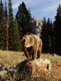 Grizzly Bear on Rock in Grassy Field, MT Photographic Print by Guy Crittenden
