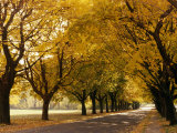 Maple Tree Grove in Park, WI Photographic Print by Ken Wardius