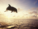 Bottlenose Dolphin Jumping Out of Water Photographie par Stuart Westmoreland