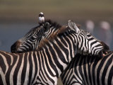 Burchell's Zebras, Equus Burchelli, Tanzania, Photographic Print