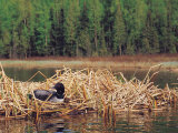 Loon on Nest in Water Photographic Print by Mike Robinson