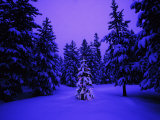 Décorations de Noël sur un arbre minuscule dans la forêt Photographie
