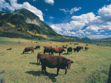 Cattle Grazing on Mt. Crested Butte, Colorado Photographic Print by Tom Stillo