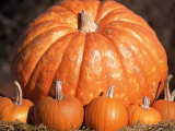 Pumpkins Photographic Print by Shmuel Thaler