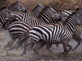 Burchell's Zebra, Equus Burchelli, Tanzania Photographic Print by D. Robert Franz
