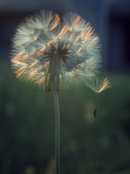 Dandelion Backlit by the Sun Photographie par Kevin Leigh