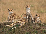 Cheetah & Cubs, Termite Mound, Masai Mara, Keny Photographie par Michele Burgess