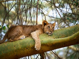 Lion Cub on Yellow Bark Acacia Tree, Kenya Póster por Rick Strange Lion Cub on Yellow Bark Acacia Tree, Kenya Póster por Rick Strange
