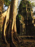 Angkor, Ta Prohm, 400-year-old Tree, Cambodia Photographic Print by Walter Bibikow