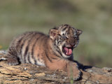 Siberian Tiger Cub, Panthera Tigris Altaica Photographic Print by Robert Franz