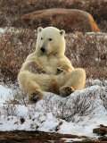 Polar Bear, Ursus Maritimus, Churchill, Manitoba Photographic Print by Yvette Cardozo