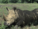 Rhinocéros Photographie par Angelo Cavalli
