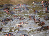 Hippos in River, Kenya Photographic Print by Michele Burgess