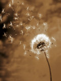Dandelion Seed Blowing Away Photographic Print by Terry Why