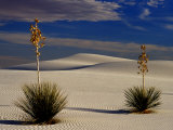 Russell Burden - Two Yuccas in Sand Fotografická reprodukce Russell Burden - Two Yuccas in Sand Fotografická reprodukce