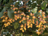 Pistachio Orchard, Arbuckle, CA Lámina fotográfica por Inga Spence