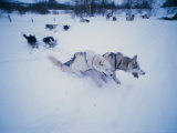 Dog Sled, Karasjok Finn, Norway Photographic Print by Dan Gair