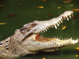 Crocodile Photographic Print