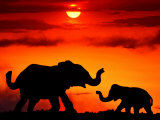 Adult and Young Elephants, Sunset Light Fotografie-Druck von Russell Burden