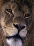 African Lion, Panthera Leo Photographic Print by D. Robert Franz