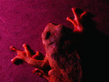 Costa Rican Tree Frog Fotografisk tryk af Dan Gair Costa Rican Tree Frog Fotografisk tryk af Dan Gair