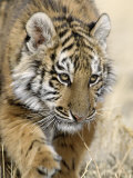 Siberian Tiger Cub, Panthera Tigris Altaica Photographic Print by D. Robert Franz