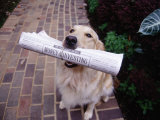 Golden Retriever with Newspaper in its Mouth Photographie par Jim McGuire