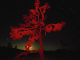 Joshua Tree National Monument, CA Photographie par Robin Hill