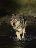 Limber Wolf Running Through River, Canis Lupus Photographie par D. Robert Franz