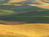 Ripening wheat and lentils, Whitman County, WA Lámina fotográfica por Mark Windom