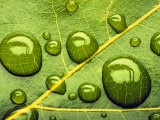 Acid Rainrain Drops on Leaf Photographic Print by David M. Dennis
