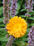 Calendula "Gem" Growing with Agastache Photographic Print by Mark Bolton