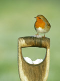Robin, Fork Handle, Kent, UK Lámina fotográfica por David Tipling
