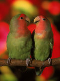 Two Parrots Perched on a Branch Photographie par Henryk T. Kaiser