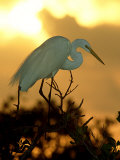 Great Egret, Florida, USA Photographic Print by Olaf Broders
