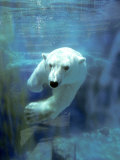 Polar Bear, Swimming Underwater, Quebec, Canada Photographie par Philippe Henry